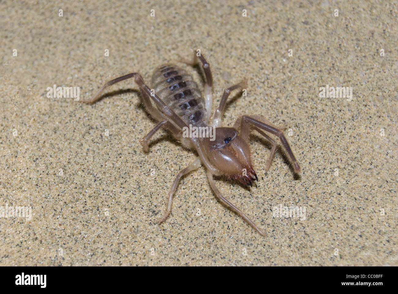 Il Cammello Spider (Solifugae) Foto Stock