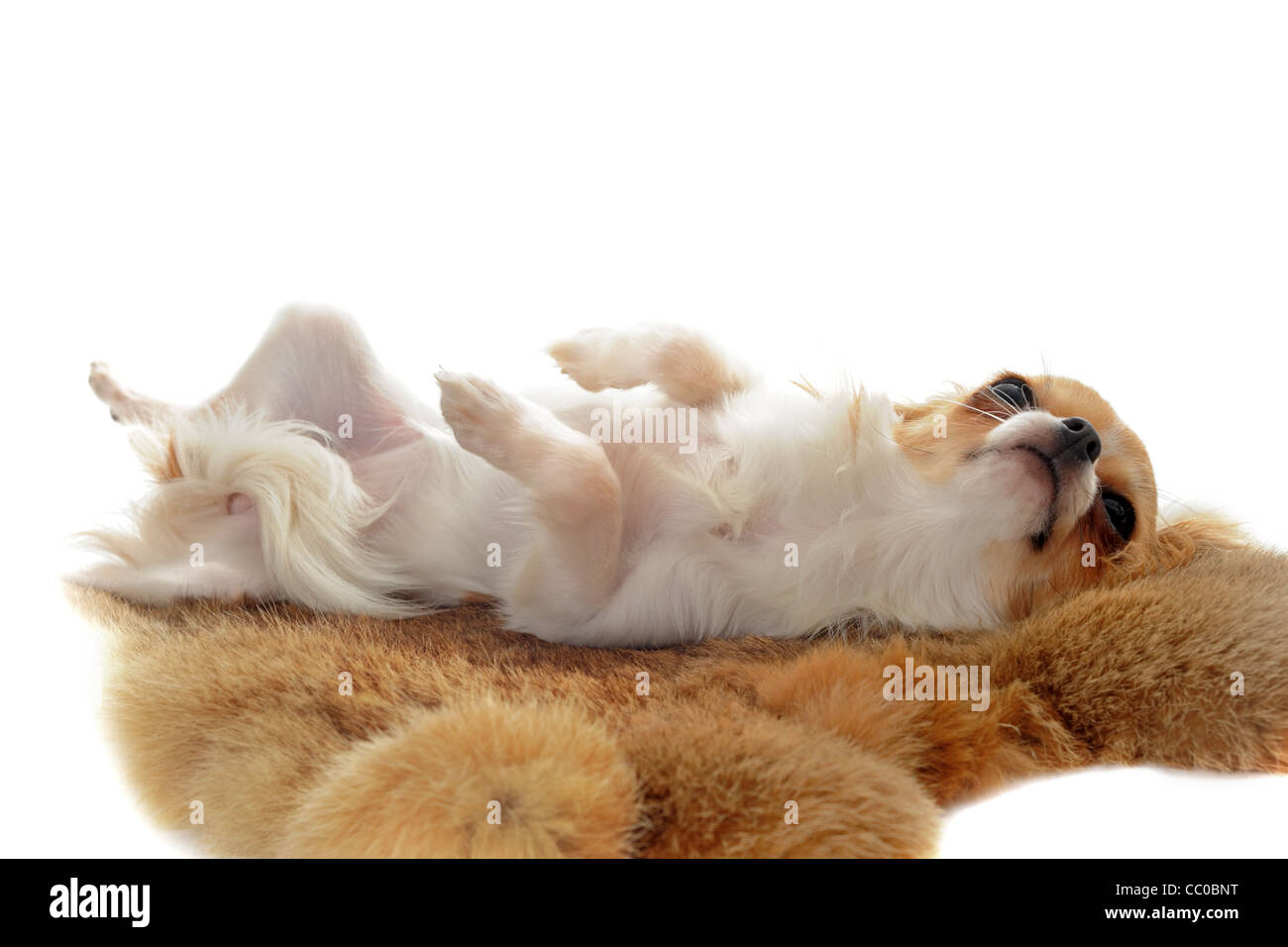 Ritratto di un grazioso cucciolo di razza chihuahua fissate su una pelliccia di fronte a uno sfondo bianco Foto Stock