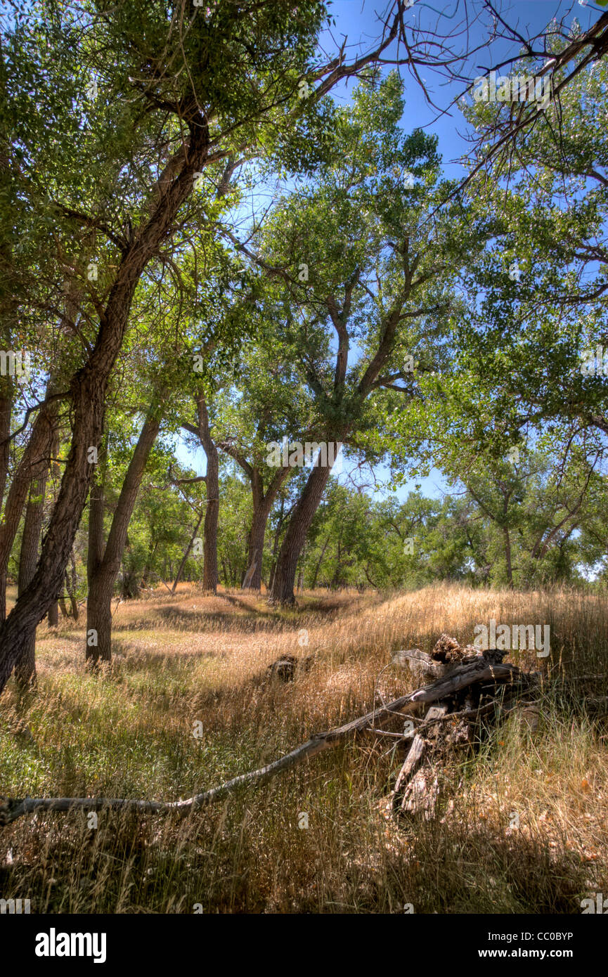 In un giorno di riposo in tarda estate Great Plains Cottonwoods e un sottobosco di erbe crogiolarsi al sole del pomeriggio. Foto Stock In un giorno di riposo in tarda estate Great Plains Cottonwoods e un sottobosco di erbe crogiolarsi al sole del pomeriggio. Foto Stock