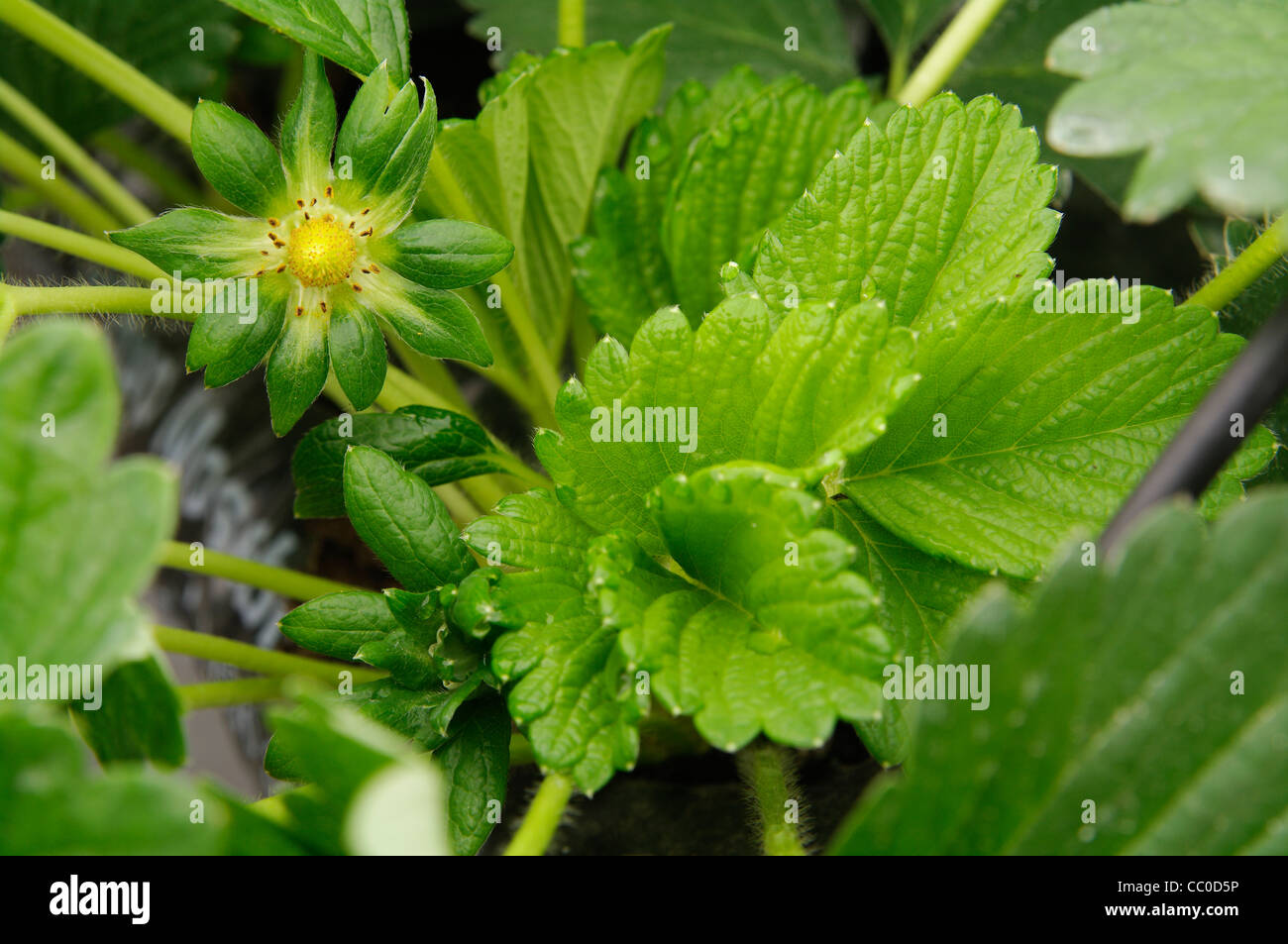 Serra fragole crescente usando la tecnica di hydroponics (nutriente minerale soluzioni) nelle isole Azzorre Foto Stock