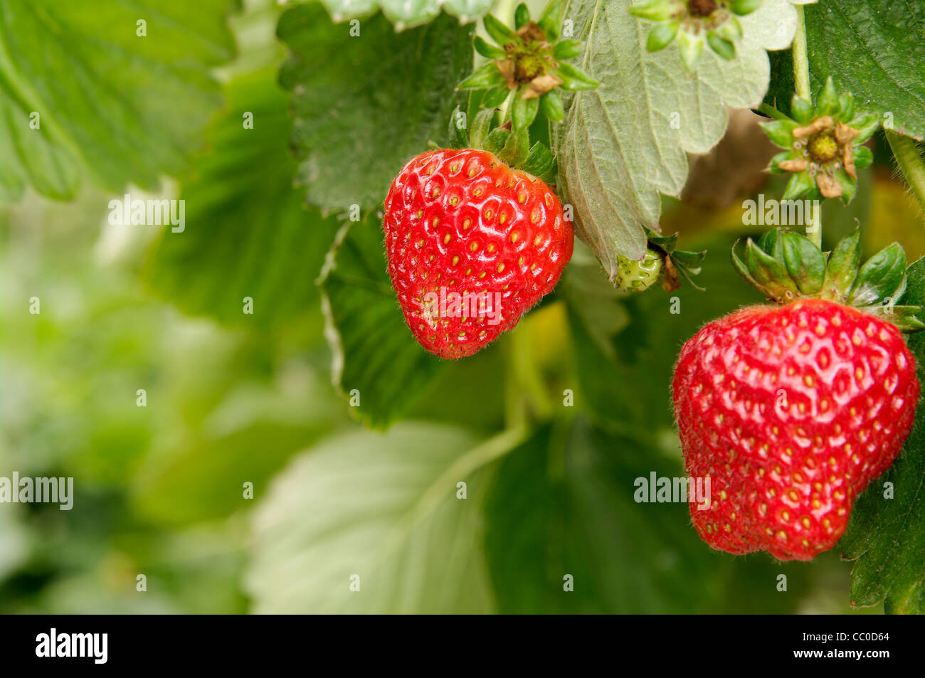 Serra fragole crescente usando la tecnica di hydroponics (nutriente minerale soluzioni) Foto Stock