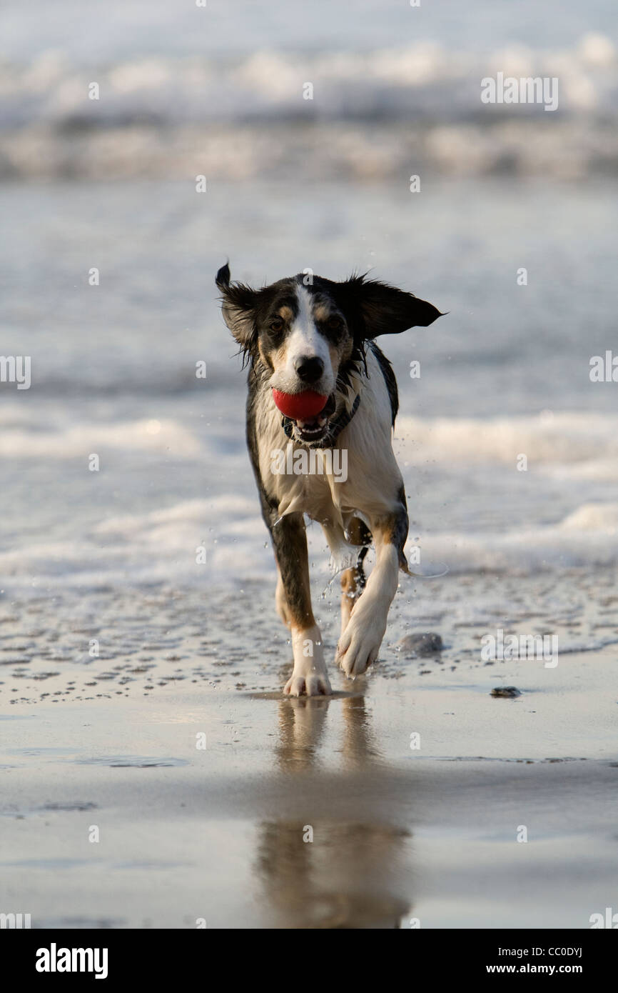 Un collie cross springer spaniel corre dal mare con una palla rossa nella sua bocca Foto Stock