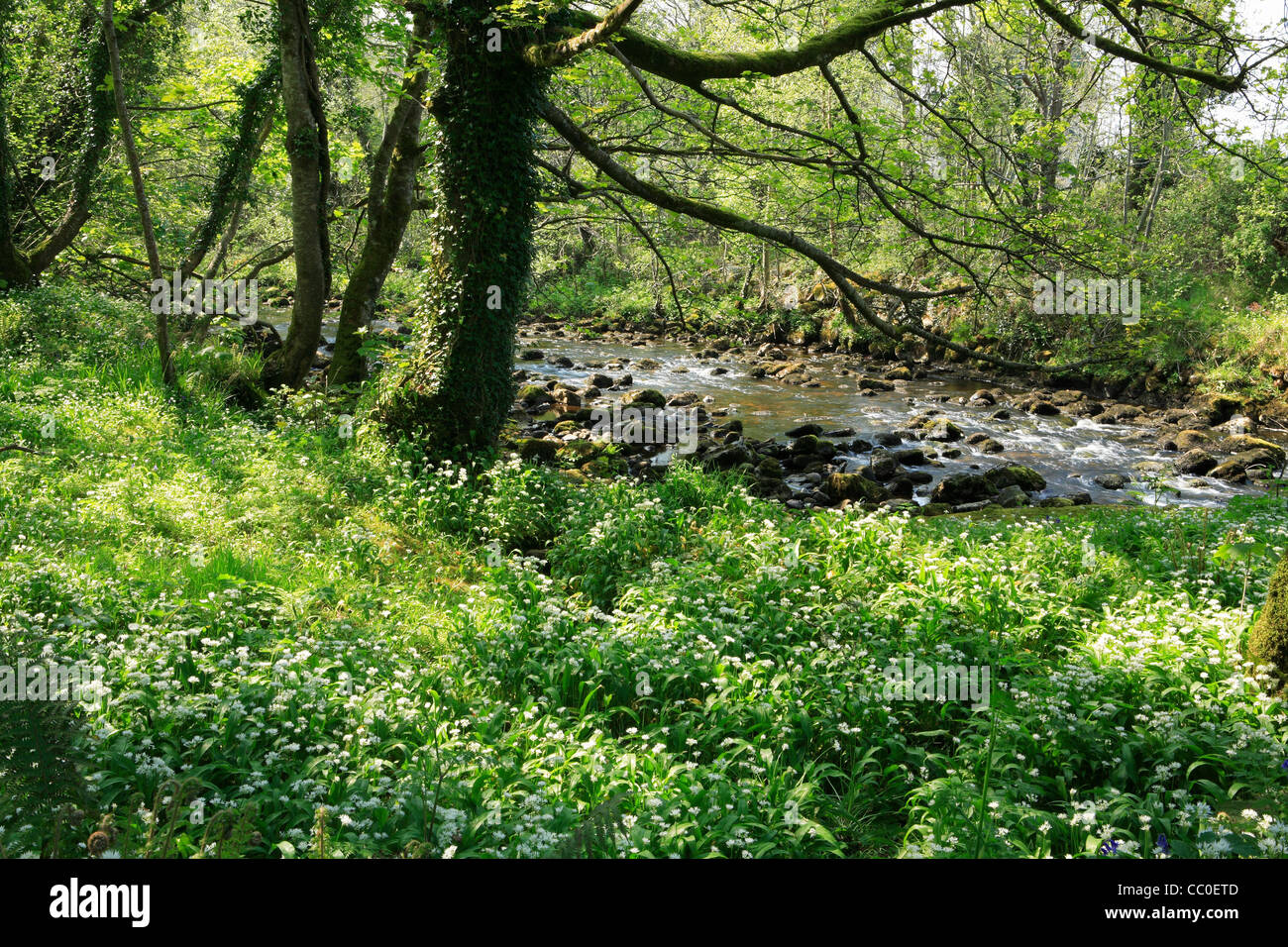 Aglio selvatico cresce di Claddagh fiume. Co. Fermanagh. L'Irlanda Foto Stock