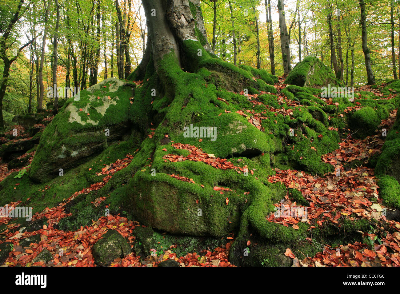 Nodose radici del grande faggio. Wicklow. L'Irlanda Foto Stock