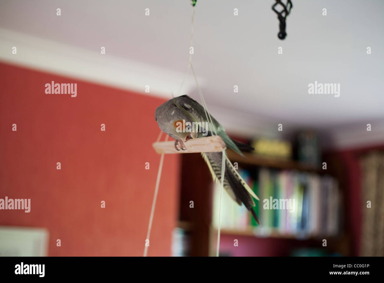 Cockatiel appollaiate su naturale di persico indoor Foto Stock