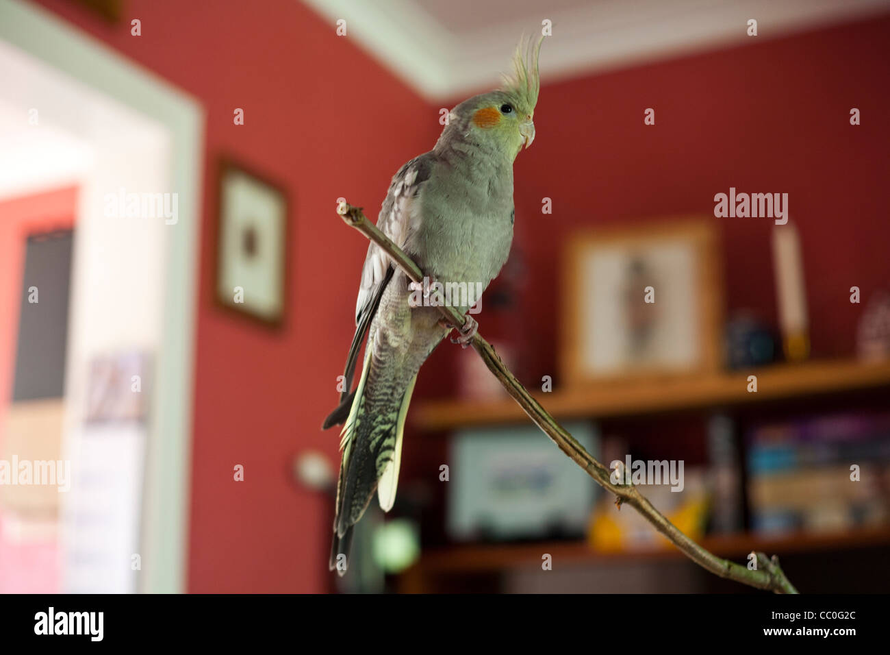 Cockatiel appollaiate su naturale di persico indoor Foto Stock