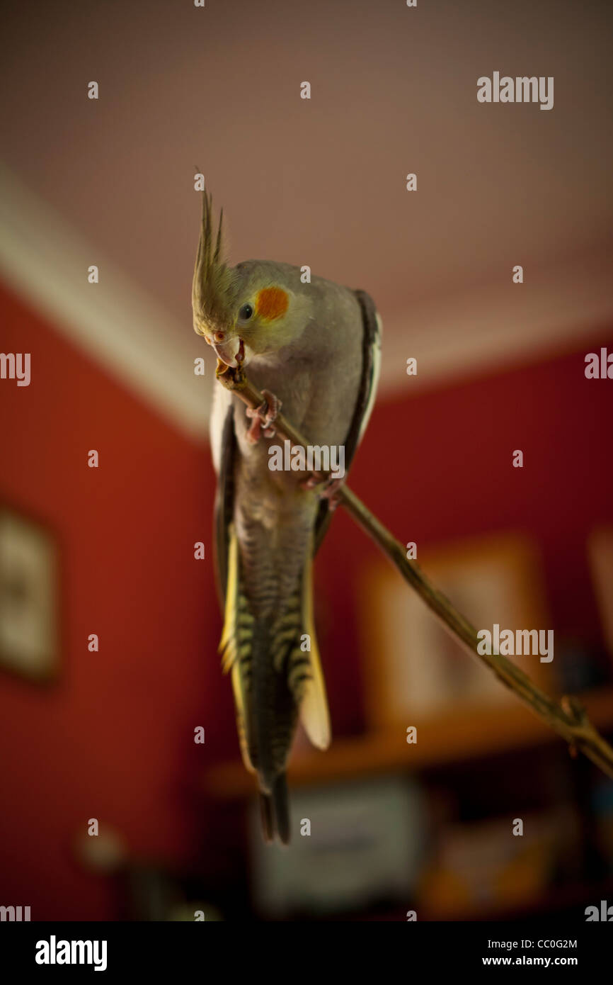 Cockatiel appollaiate su naturale di persico indoor Foto Stock