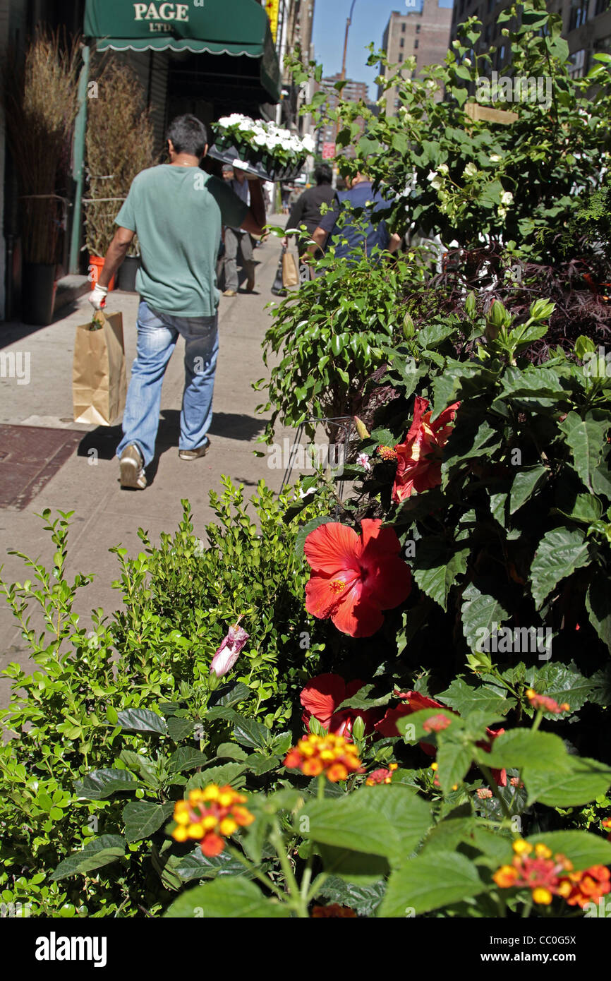 Fioraio, NEW YORK'S FLOWER DISTRICT, Manhattan, NEW YORK CITY, NELLO STATO DI NEW YORK, Stati Uniti Foto Stock