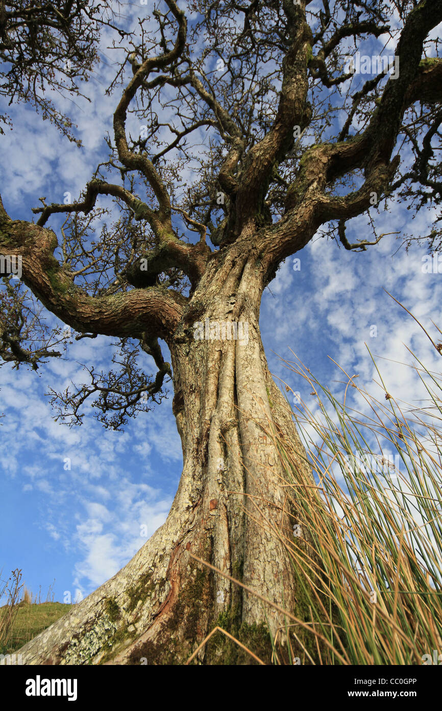 Nodose vecchio albero di biancospino. Sligo. L'Irlanda Foto Stock