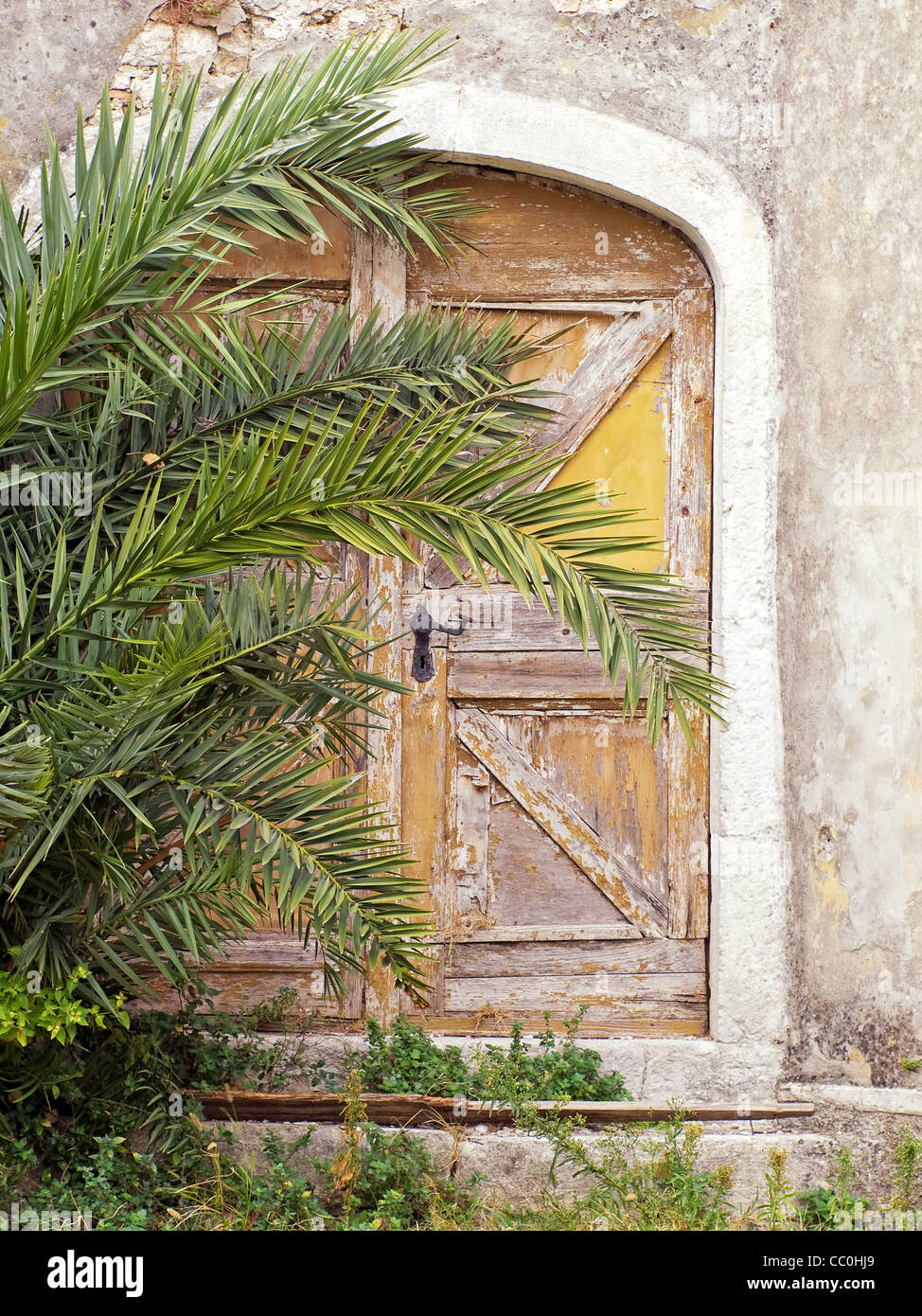 Vecchia porta bloccata, nascosta dietro a rami di palma. Foto Stock