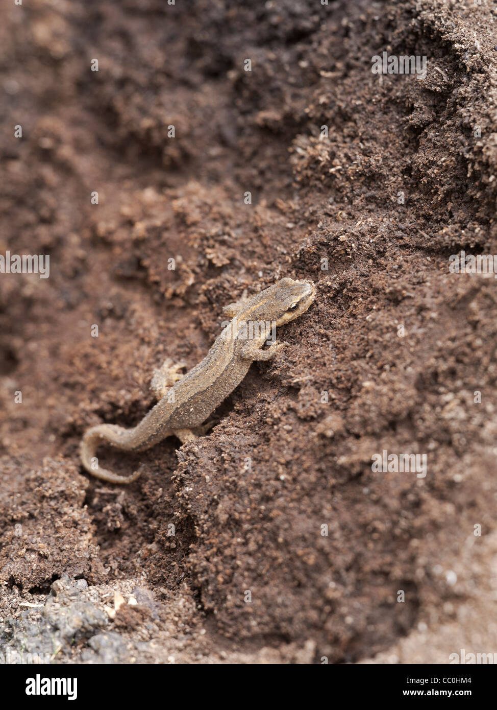 Comuni (liscio) Newt Triturus vulgaris Foto Stock