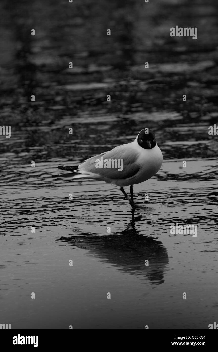 Testa nera seagull camminando sotto la pioggia Oslo Norvegia Foto Stock