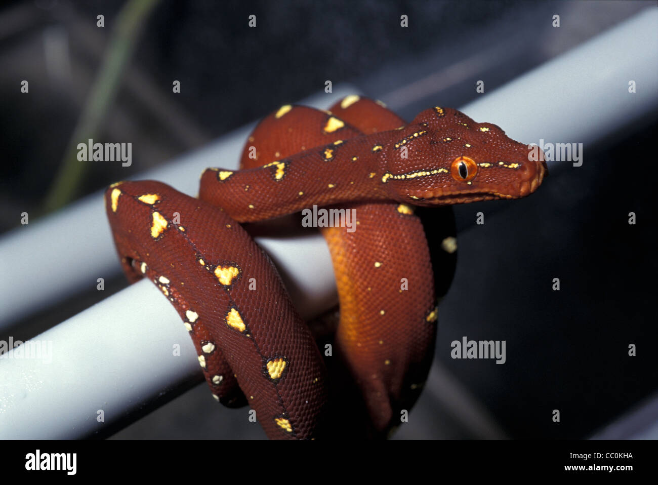 I giovani di Green Tree Python Morelia viridis, rosso morph, Boidae, Australia Foto Stock