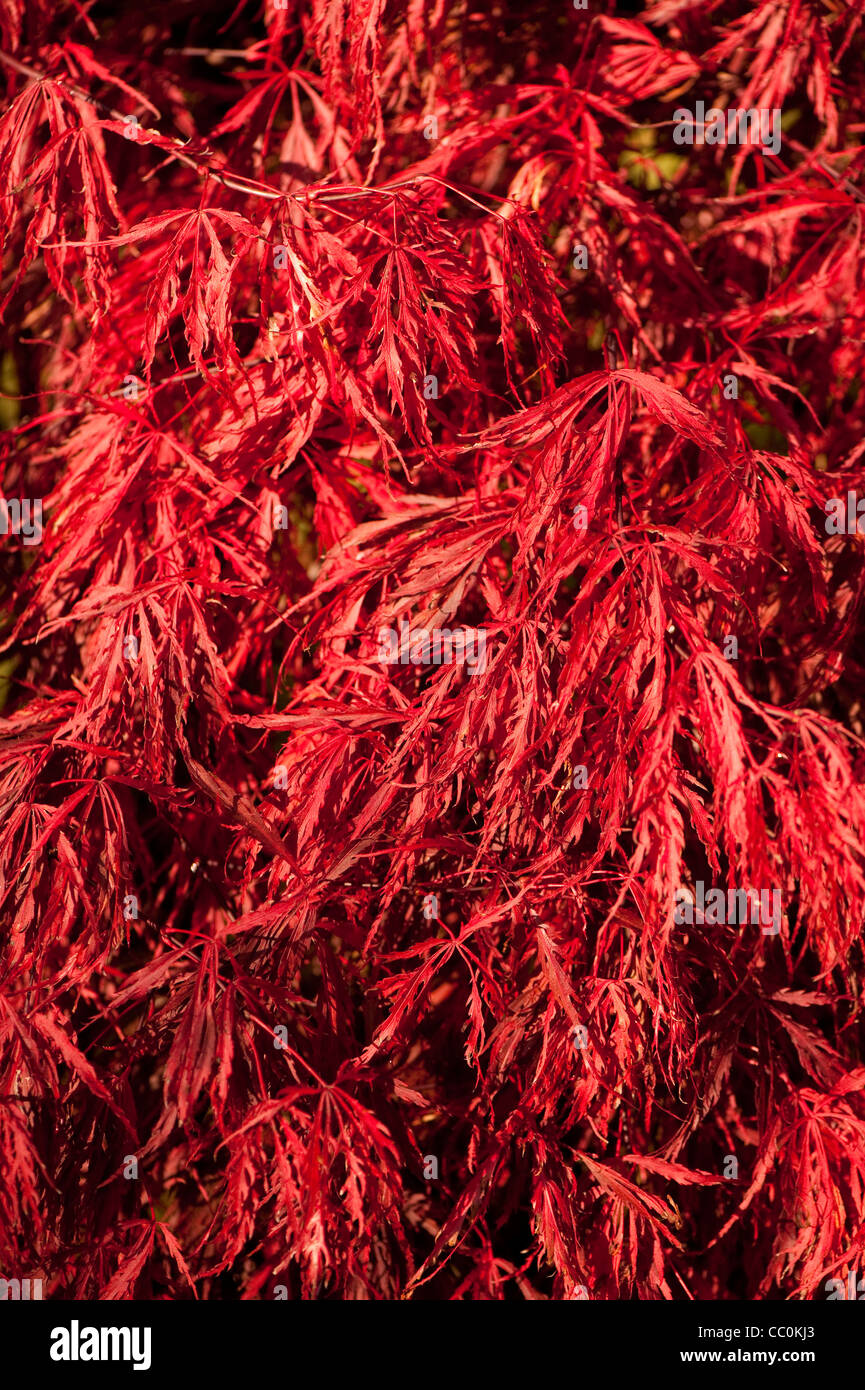 Acer palmatum var dissectum 'Crimson Queen', acero giapponese 'Crimson Queen', in autunno Foto Stock
