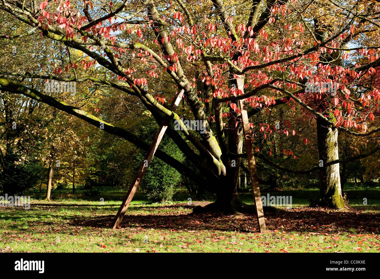 Prunus sargentii, Sargent di ciliegio in autunno Foto Stock