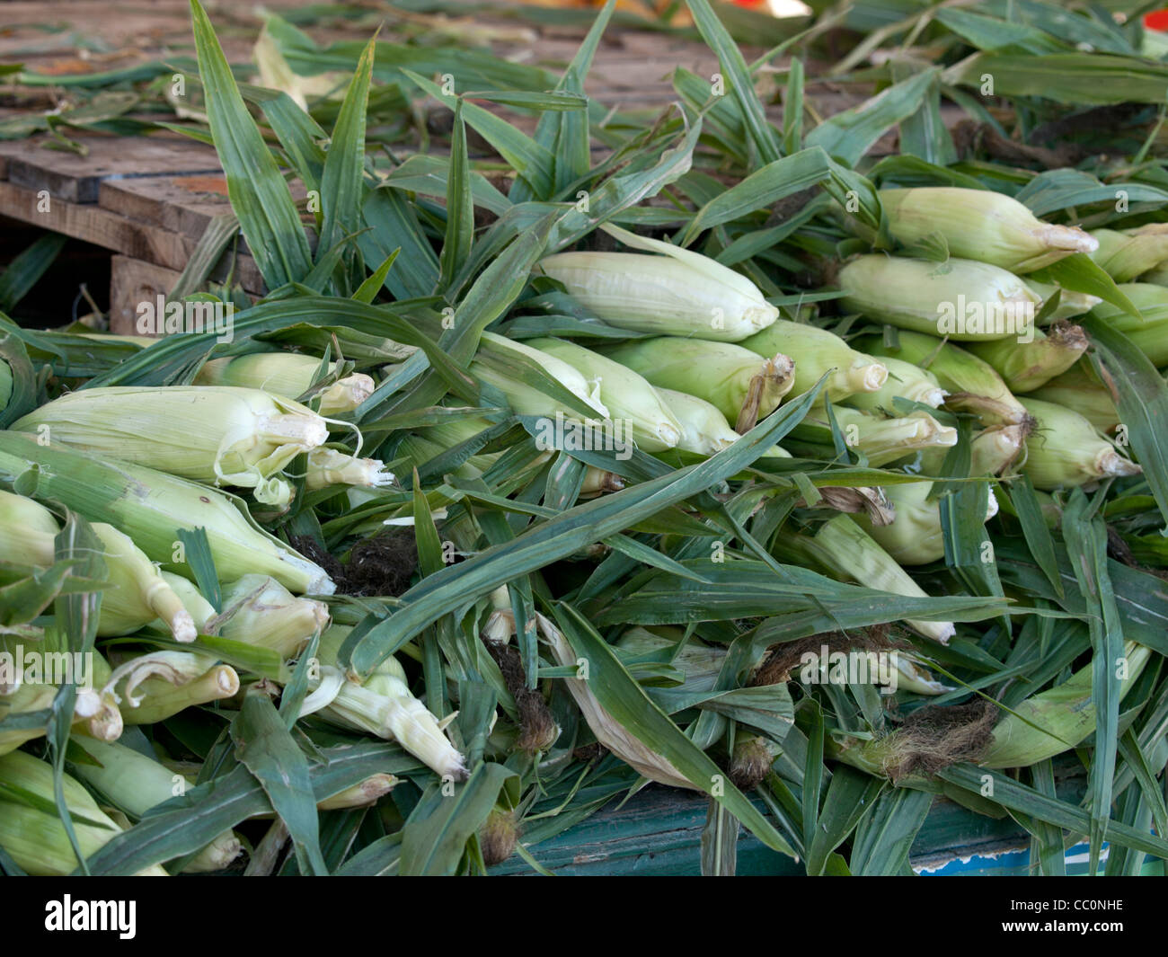 Il mais impilati per la vendita in un mercato degli agricoltori. Foto Stock