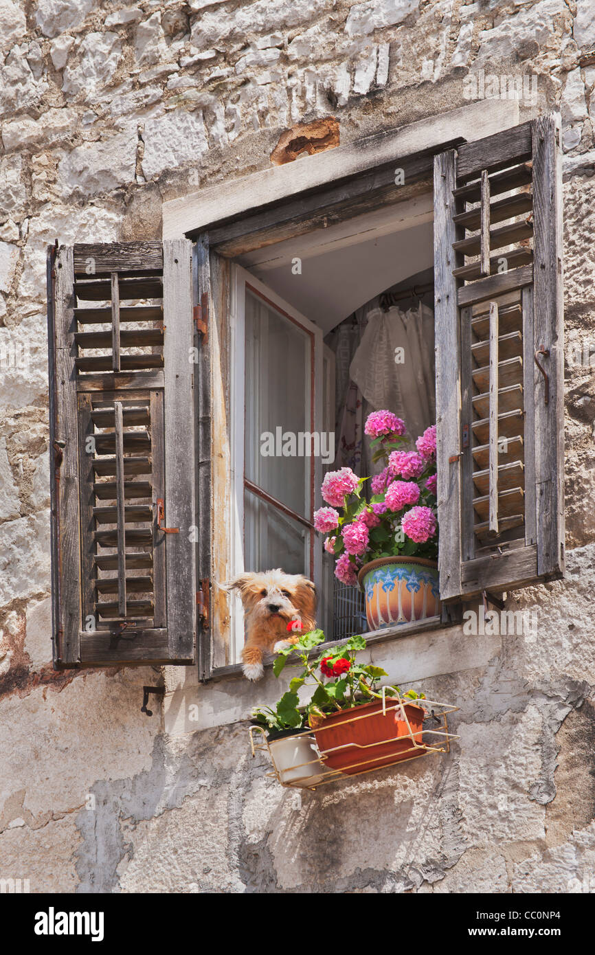 Dettaglio foto di una finestra con fiori. Dalla finestra vede un cane. Città vecchia di Spalato, Dalmazia, Croazia, Europa Foto Stock