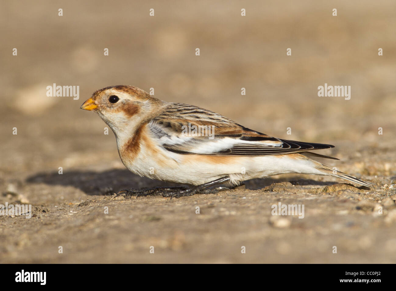 Neve maschio Bunting (Plectrophenax nivalis), Over, Cambridgeshire, England, Regno Unito Foto Stock