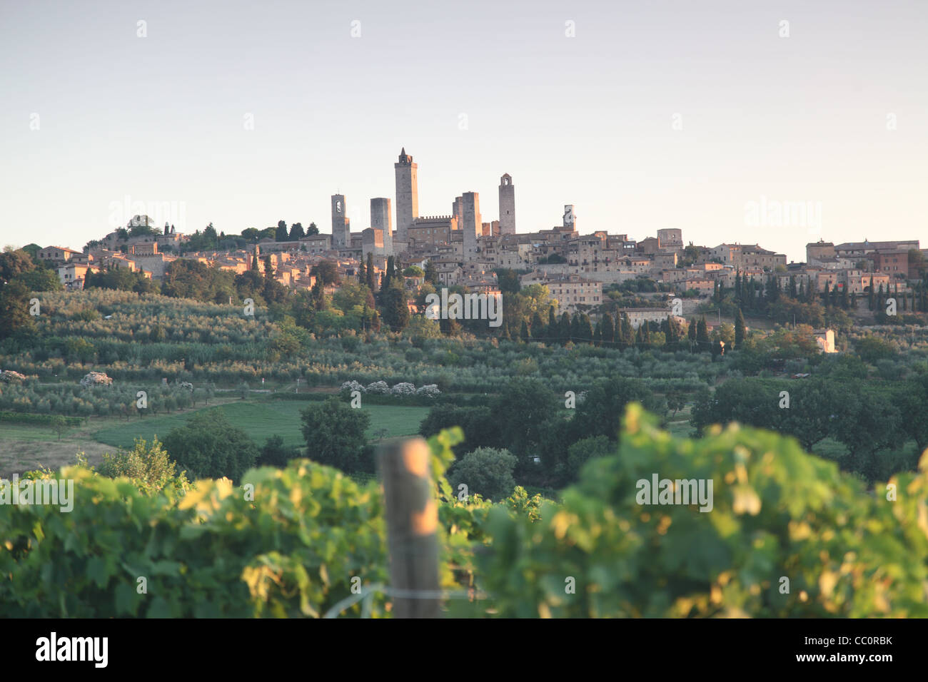 La città sulla collina di San Gimignano con vitigni in primo piano, Toscana, Italia. Foto Stock