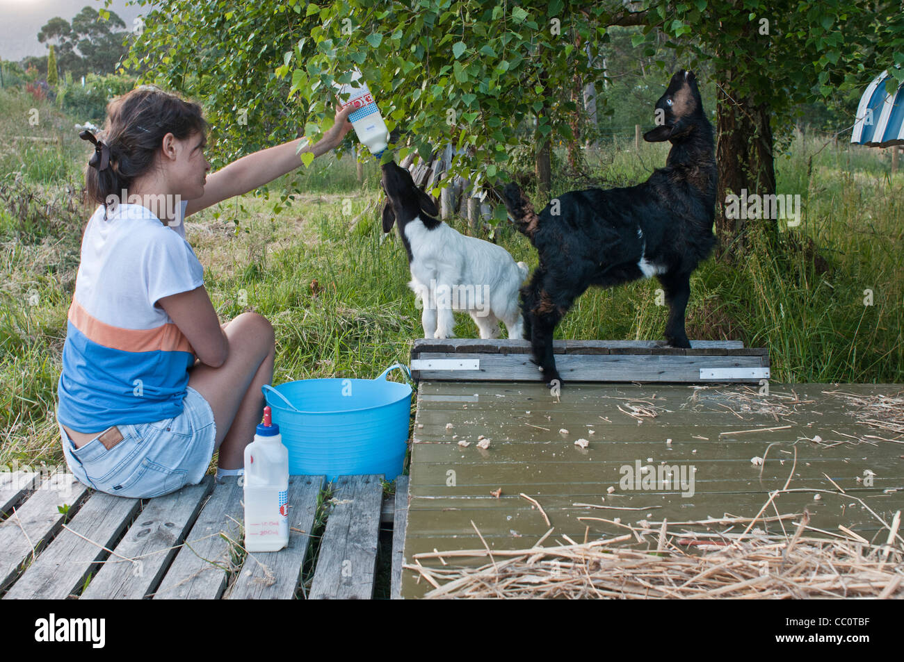 Bella giovane adolescente che dà da mangiare ai suoi bambini di capra allevati a croce nubiana Foto Stock