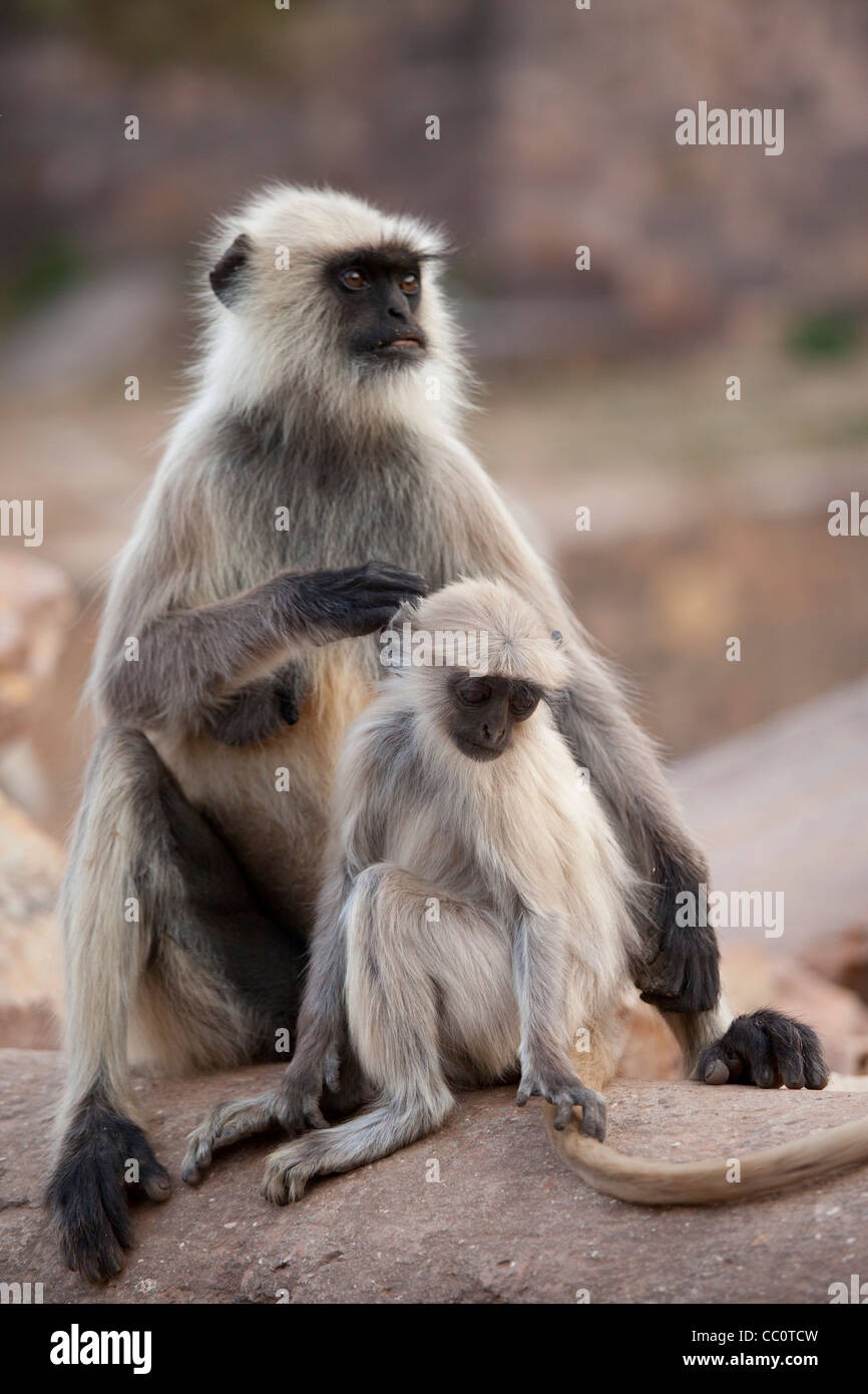Indiano femmina Langur monkey, Presbytis entellus, con i capretti in Ranthambhore National Park, Rajasthan, India settentrionale Foto Stock