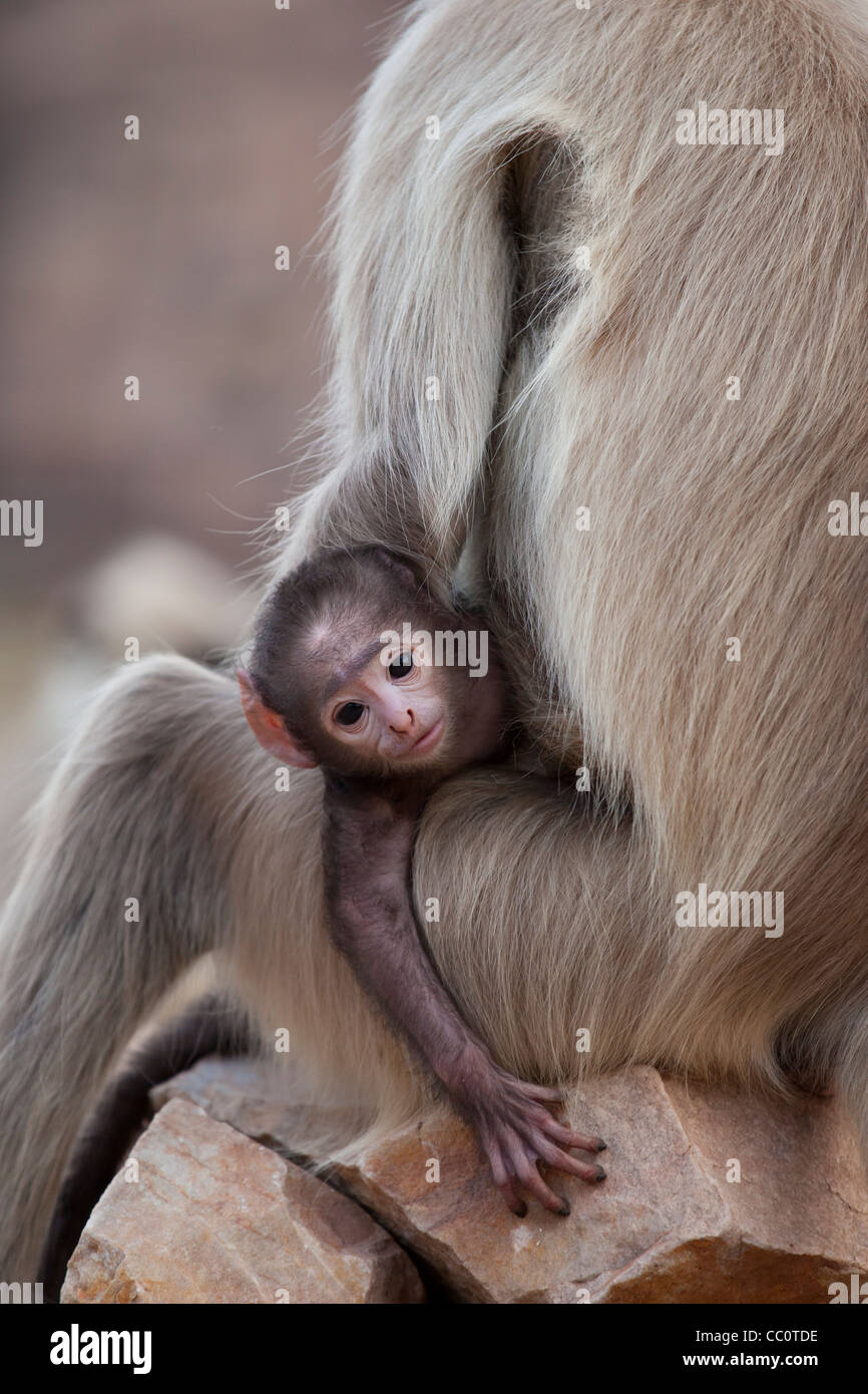 Indiano scimmie Langur, Presbytis entellus, donna e bambino in Ranthambore National Park, Rajasthan, India Foto Stock