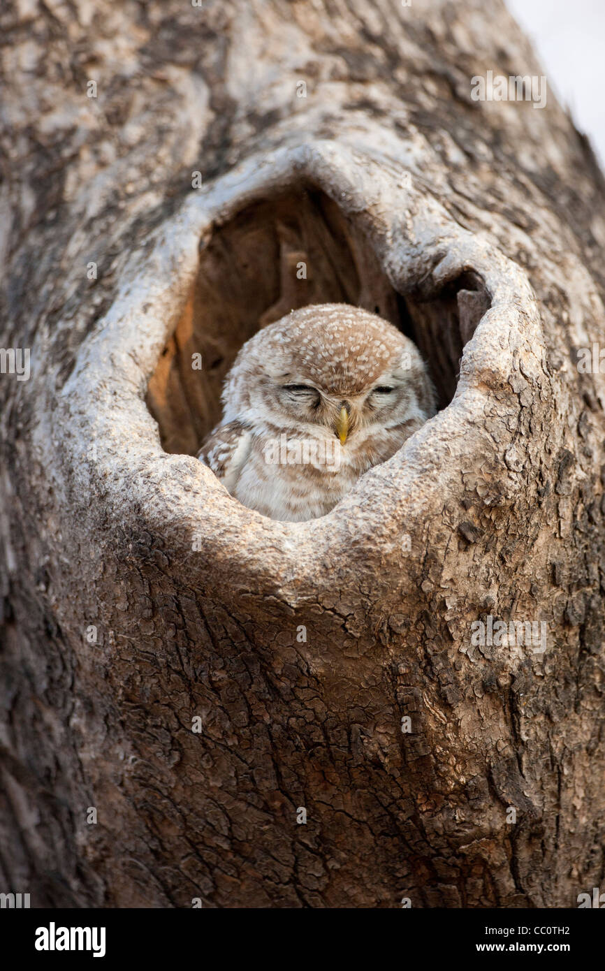 Assonnato Spotted Owl bird, Athene brama, nidi in una struttura ad albero in Ranthambhore National Park, Rajasthan, India settentrionale Foto Stock