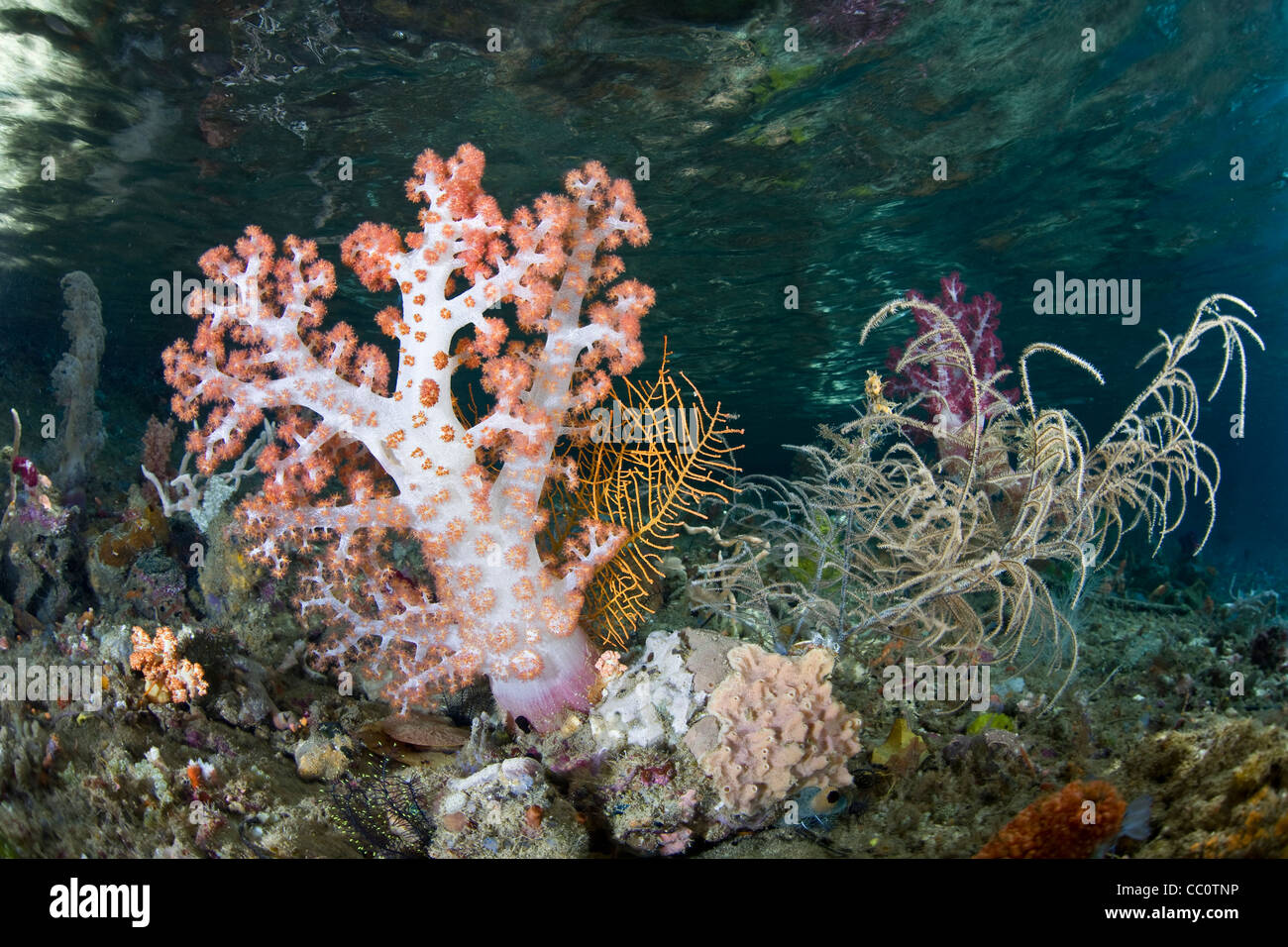 Soft Coral (Dendronephthya sp.) che cresce su poco profonda, diverse Coral reef. Raja Ampat, Papua, Indonesia, Oceano Pacifico. Foto Stock