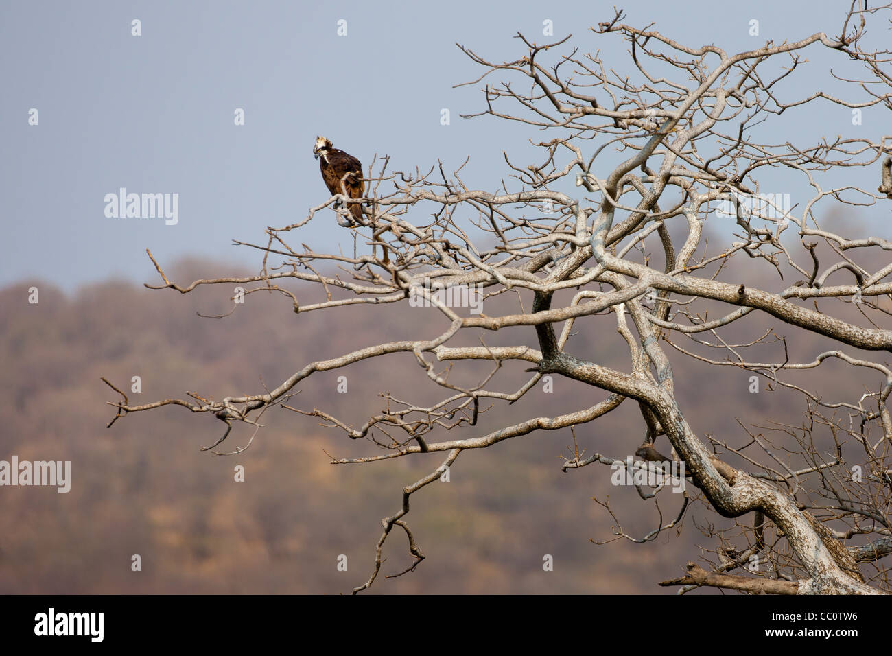 Osprey in Ranthambhore National Park, Rajasthan, India settentrionale Foto Stock