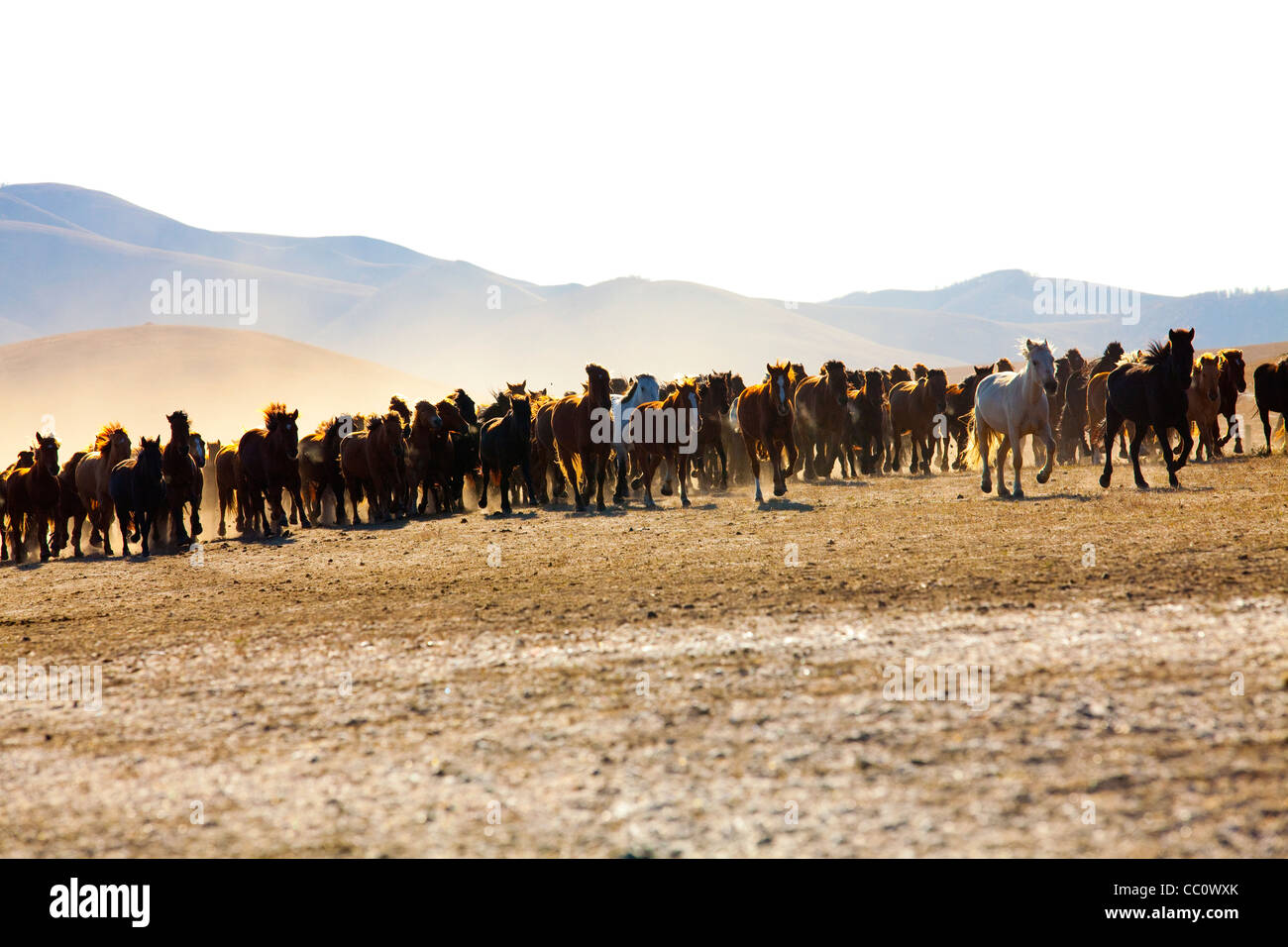 Un allevamento di cavalli in esecuzione in Mongolia interna Foto Stock