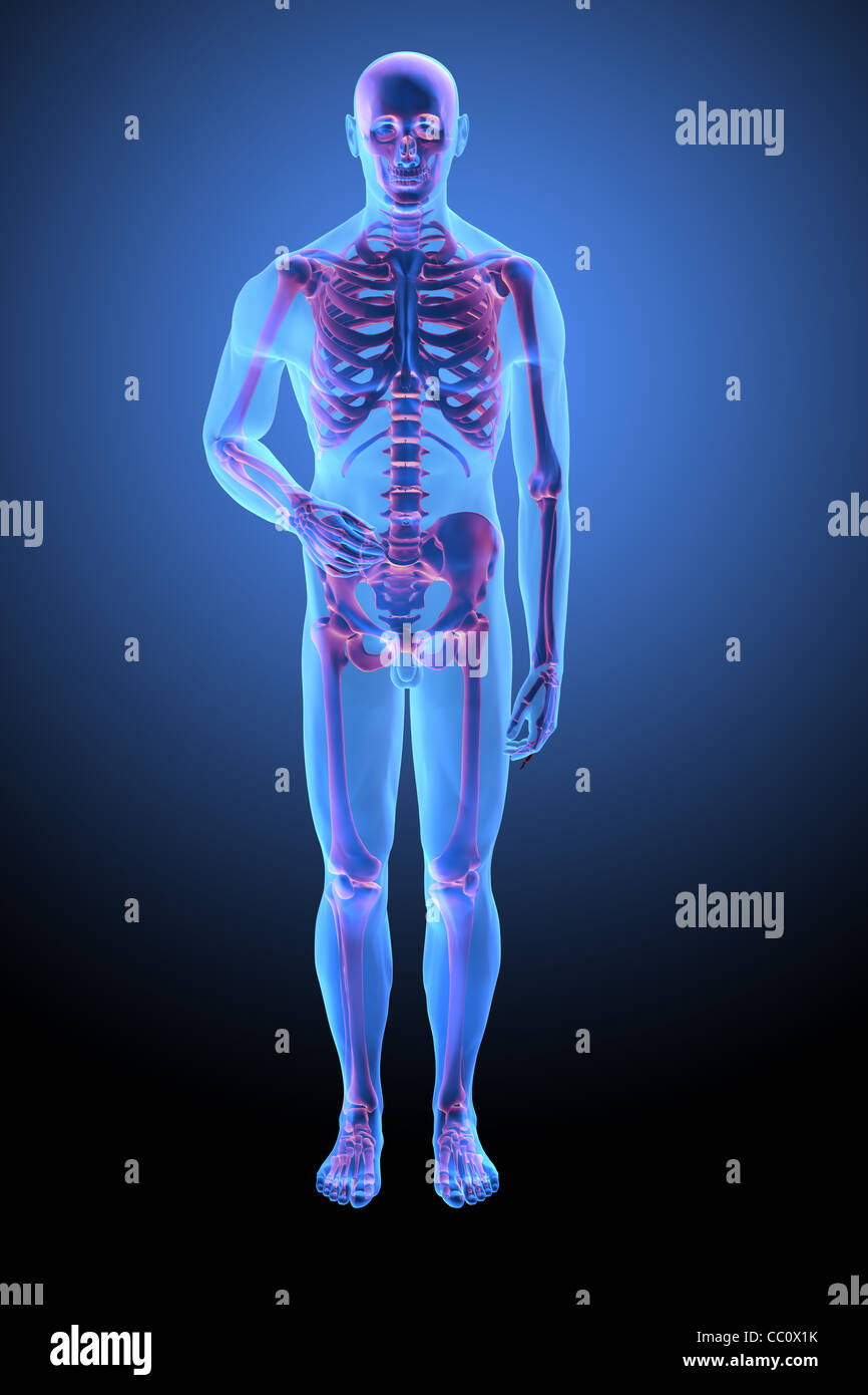 Anatomia umana con visibile skelton - Illustrazione medica Foto Stock