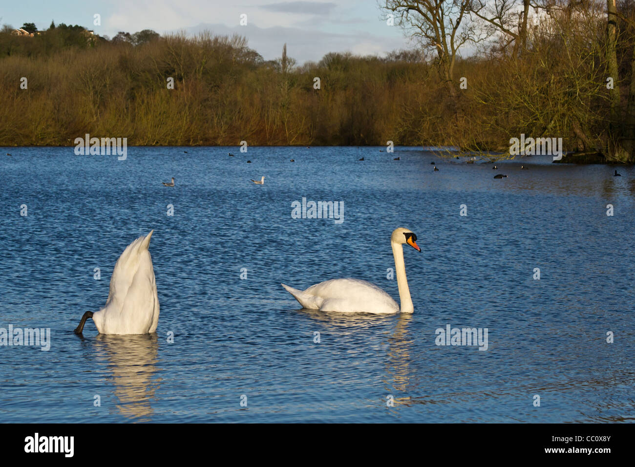 Coppia di Cigni muti Cygnus olor sul lago,una alimentazione sulle erbacce la crescita delle piante / laghi romano marple Cheshire Foto Stock