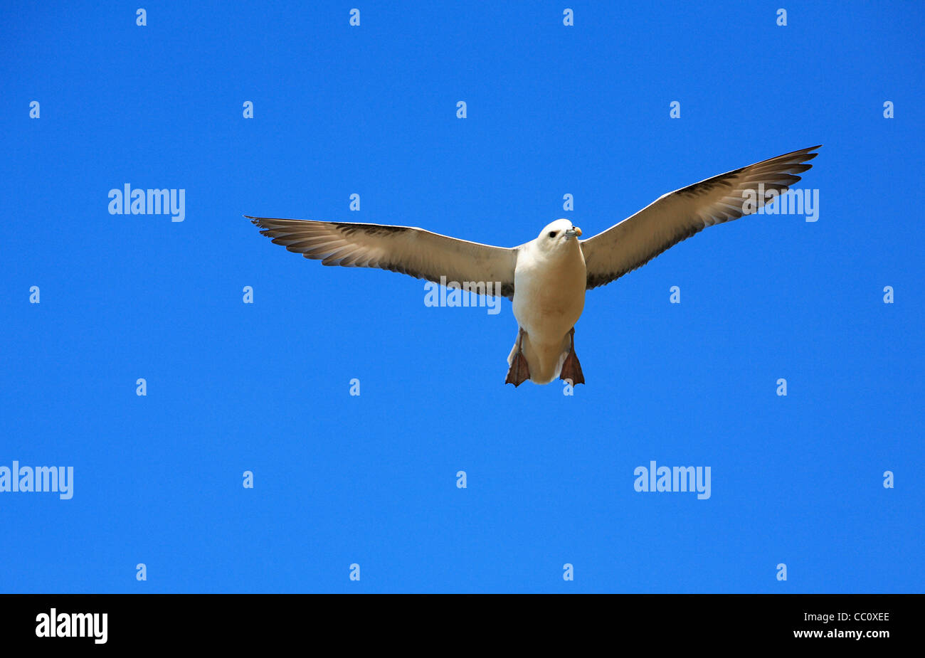 Seagull in volo. Sligo . L'Irlanda Foto Stock