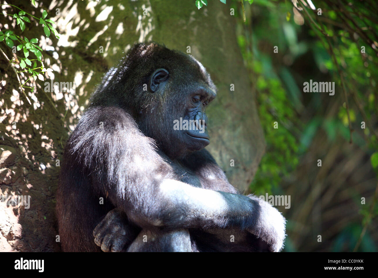 Triste guardando gorilla in New York zoo. Foto Stock