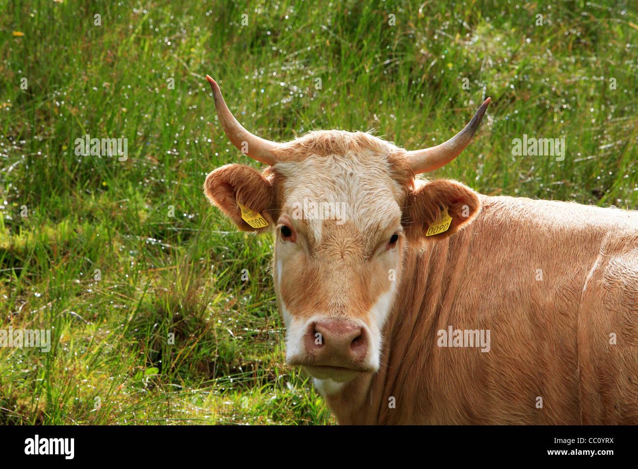 Mucca con le corna e di marchi auricolari. L'Irlanda Foto Stock
