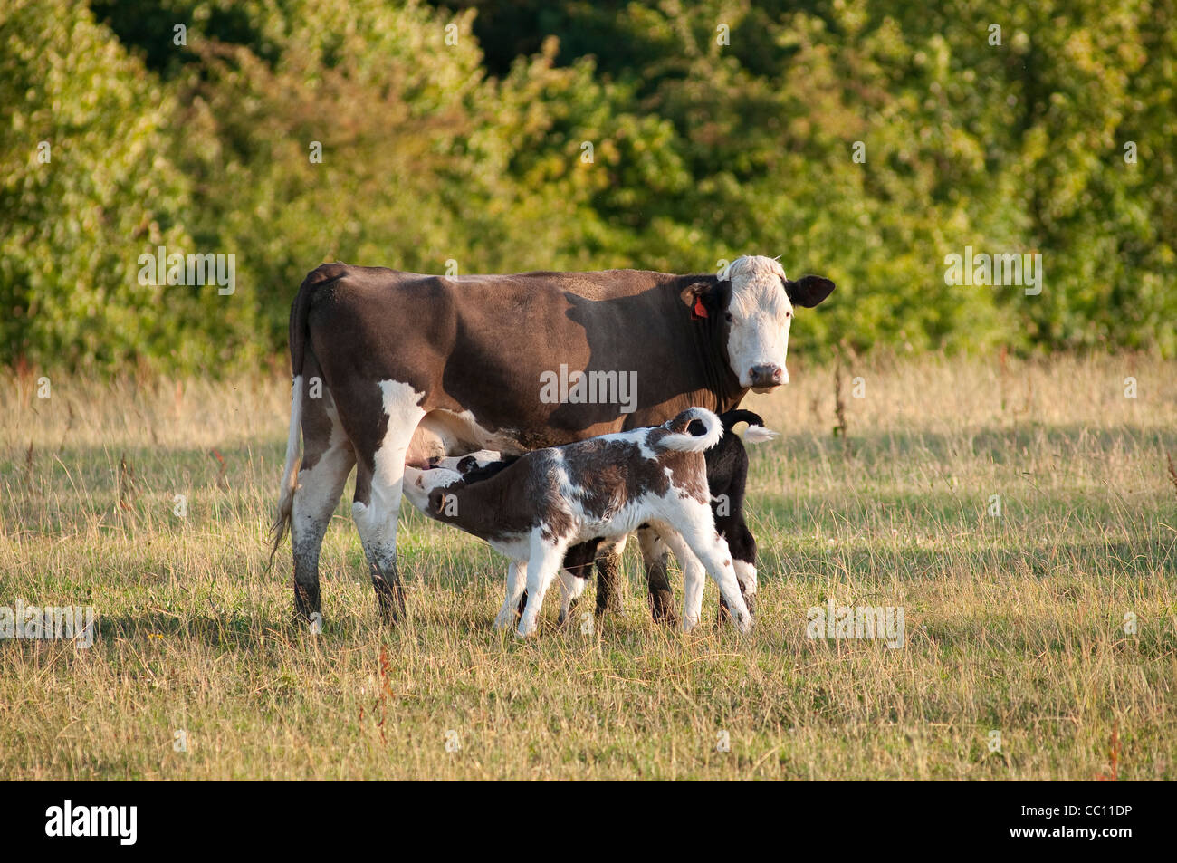 Twin vitelli latte alimentare dalla loro madre in un campo in Inghilterra. Foto Stock
