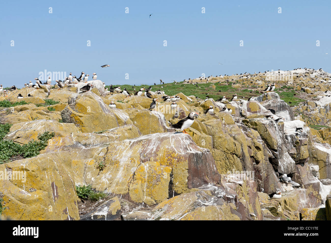 I puffini sulla parte interna farne Foto Stock