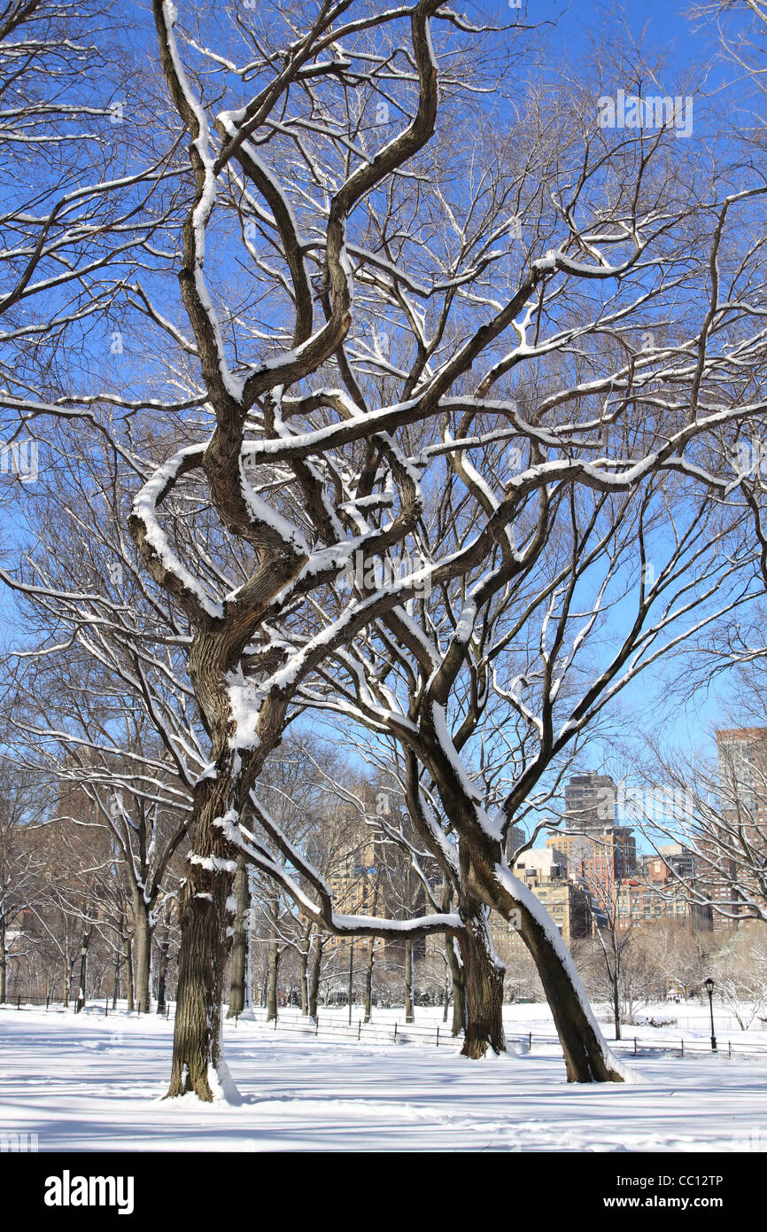 In inverno la neve a Central Park, Manhattan New York City Foto Stock