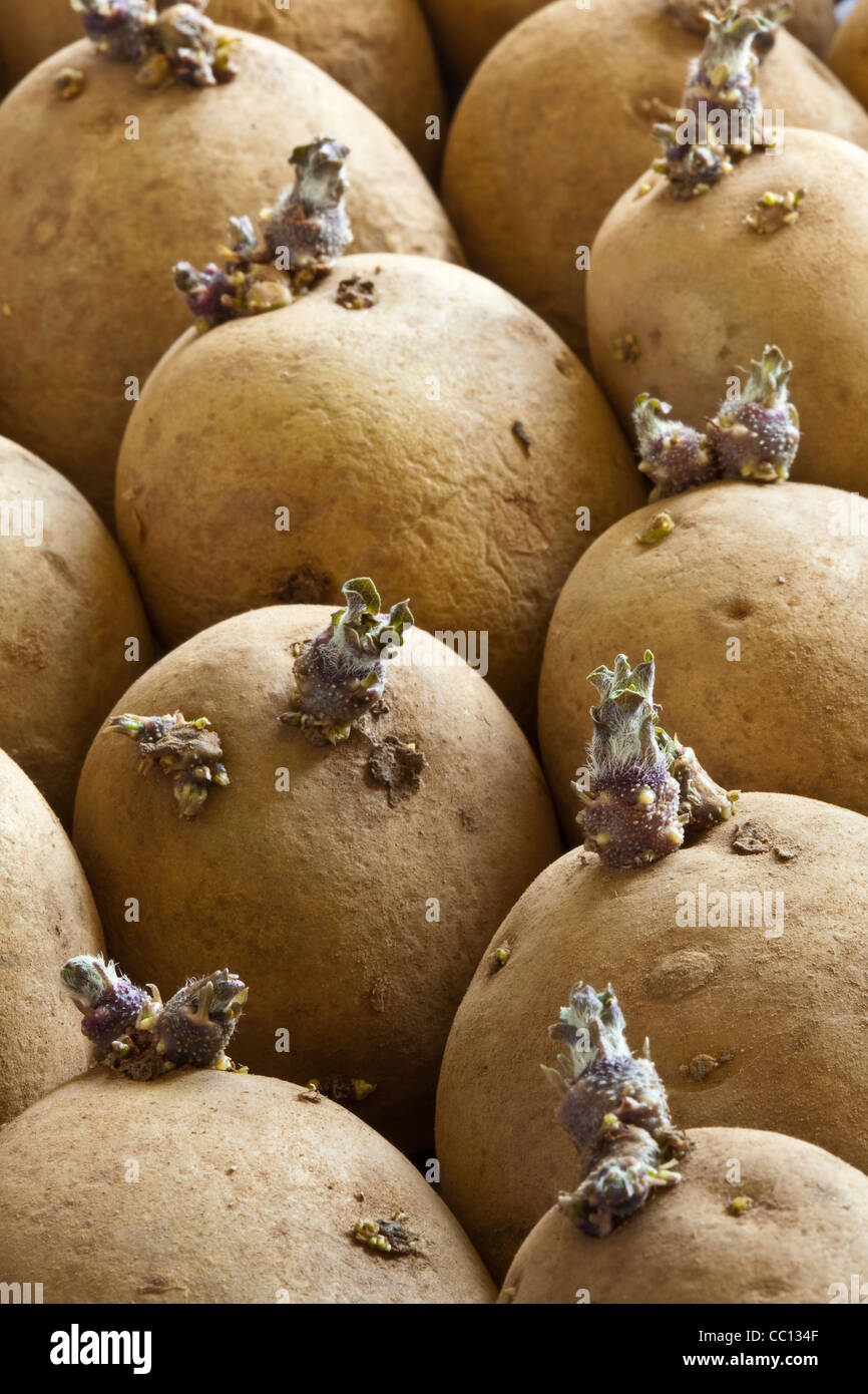 Tuberi seme di patate essendo chitted e iniziare a riprendere Foto Stock