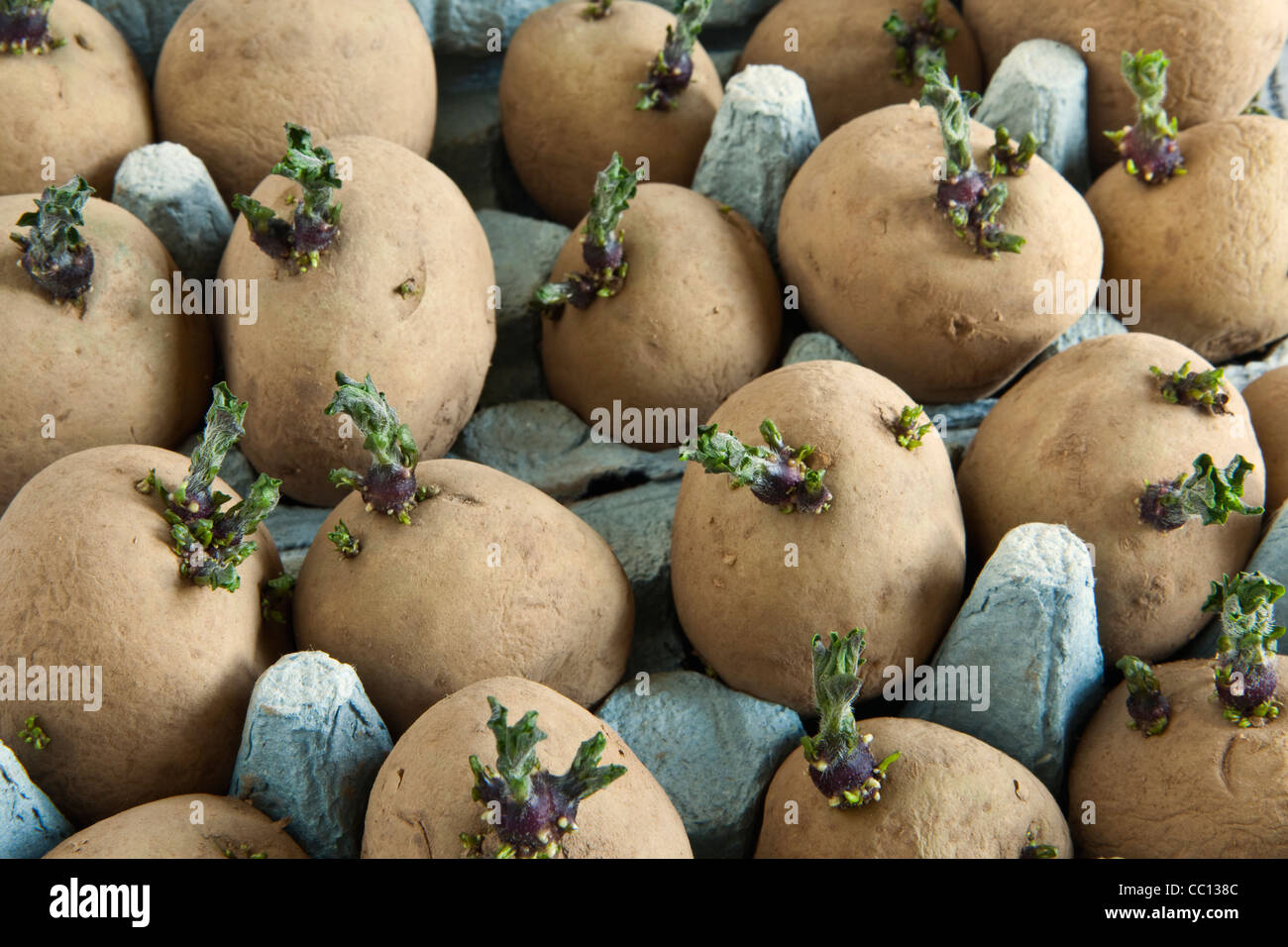 Tuberi seme di patate essendo chitted in una scatola per uova Foto Stock