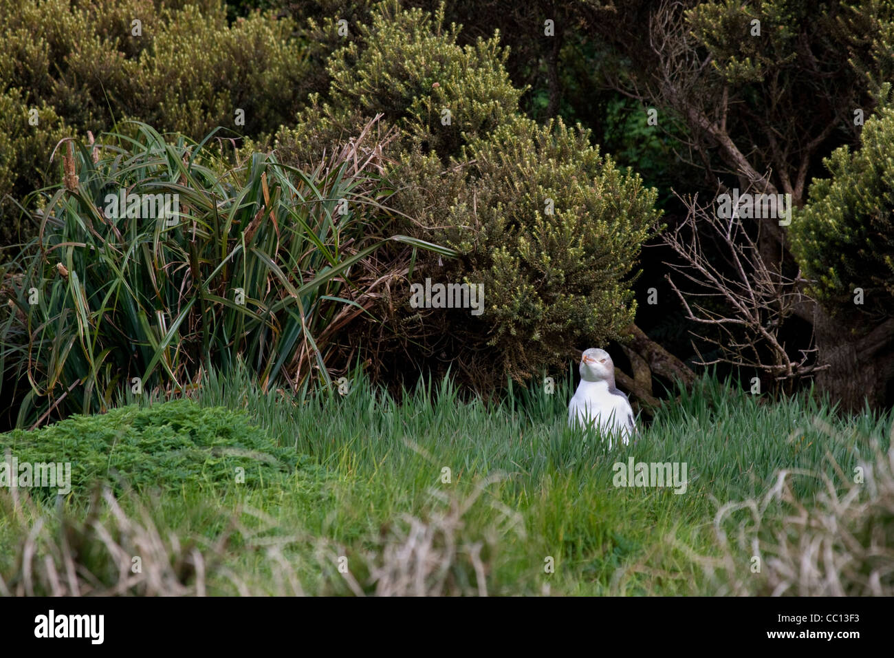 Giallo-eyed penguin (Megadyptes antipodes) sull'erba su Enderby Island (NZ) Foto Stock