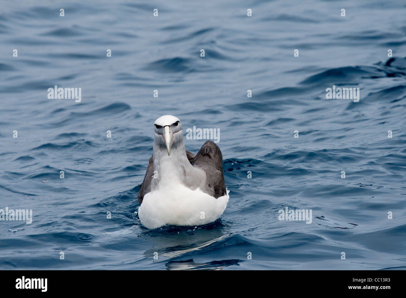 Il Salvin albatross (Thalassarche salvini) in acqua vicino il Bounty Isole (NZ) Foto Stock