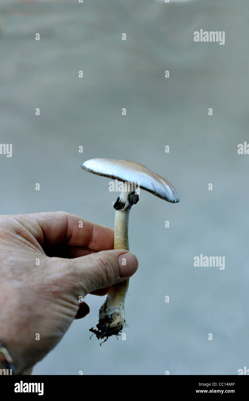 Psilocybe cubensis o gold top fungo con il collare distintivo Foto Stock