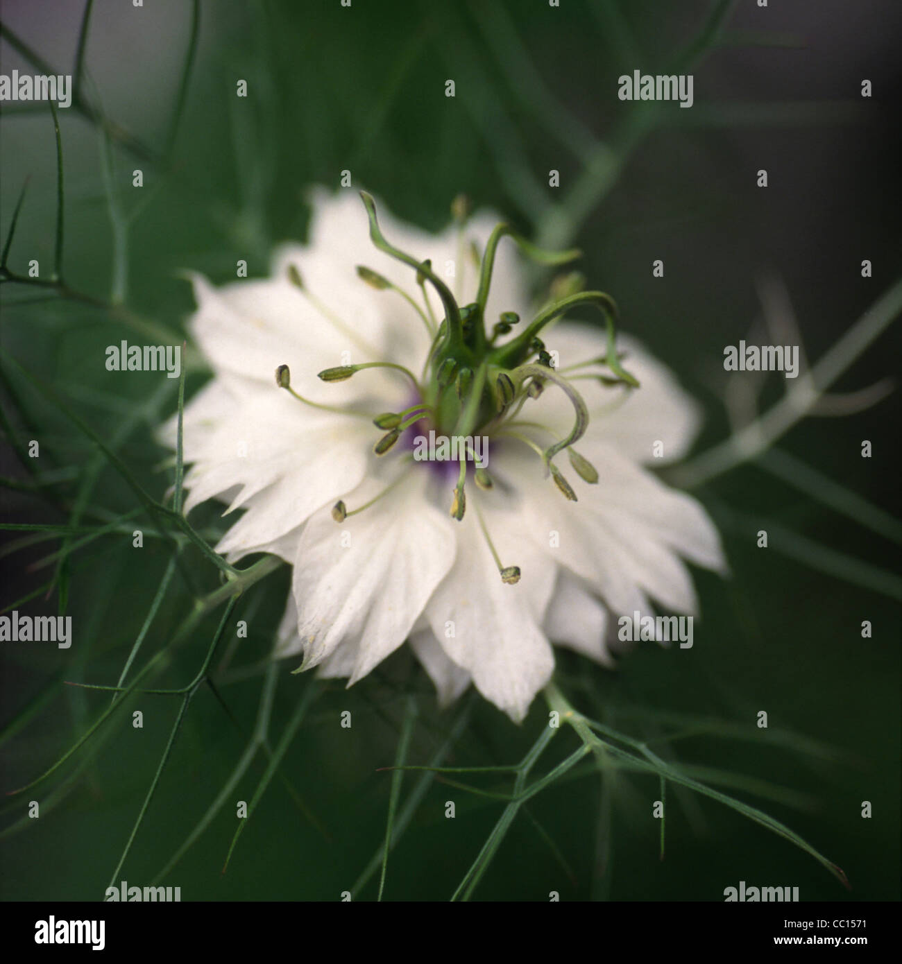 Nigella, bianco Foto Stock