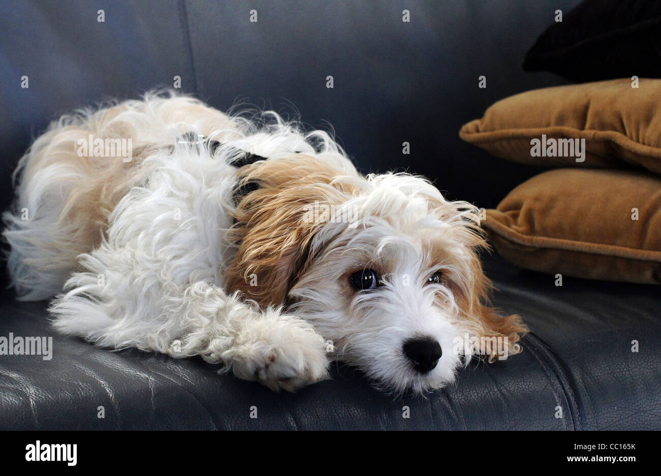 Cavapoo (Cavalier King Charles Spaniel x poodle croce) cucciolo sul divano (lettino) con cuscini. Foto Stock