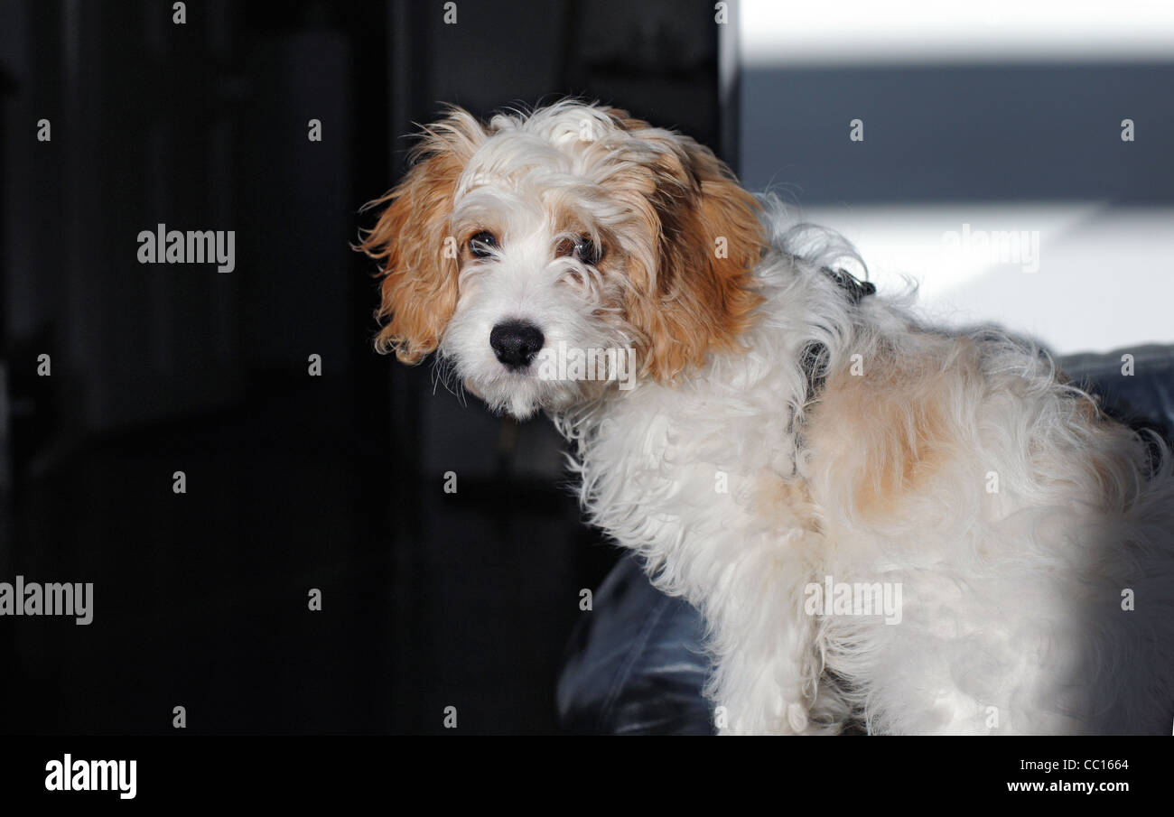 Cavapoo (Cavalier King Charles Spaniel x poodle croce) cucciolo nella luce solare e sfondo ombreggiato. Foto Stock