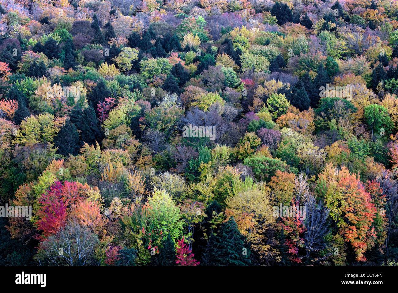 I colori autunnali tra la tettoia di Ottawa Foresta Nazionale e Porcupine montagne deserto nella Penisola Superiore del Michigan.. Foto Stock