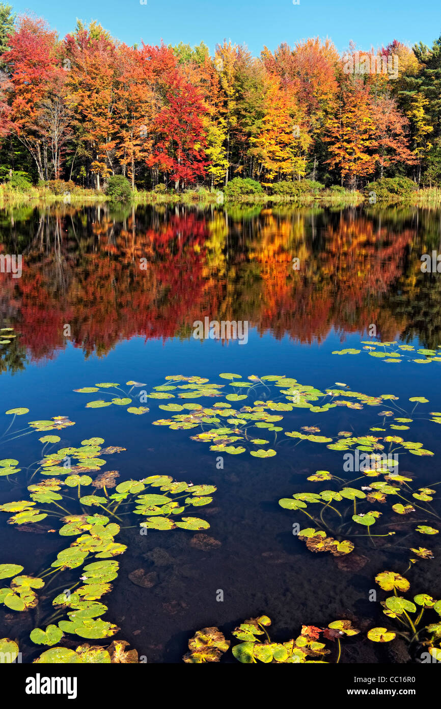 Vibranti colori autunnali del Manistee National Forest riflettono in questo piccolo laghetto nel Michigan della Contea di Wexford. Foto Stock