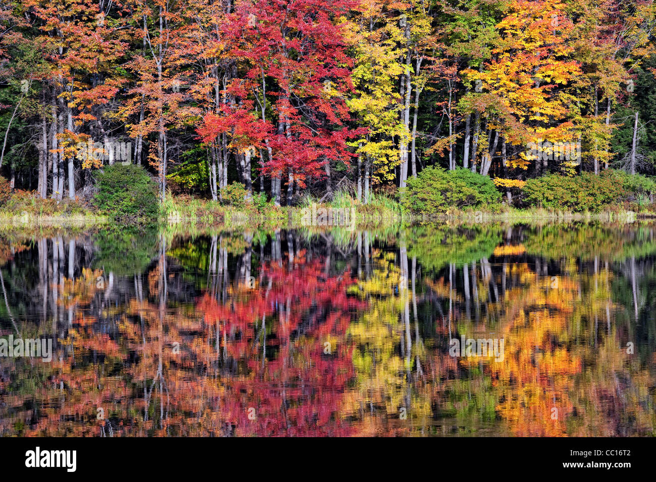 Vibranti colori autunnali del Manistee National Forest riflettono in questo piccolo laghetto nel Michigan della Contea di Wexford. Foto Stock