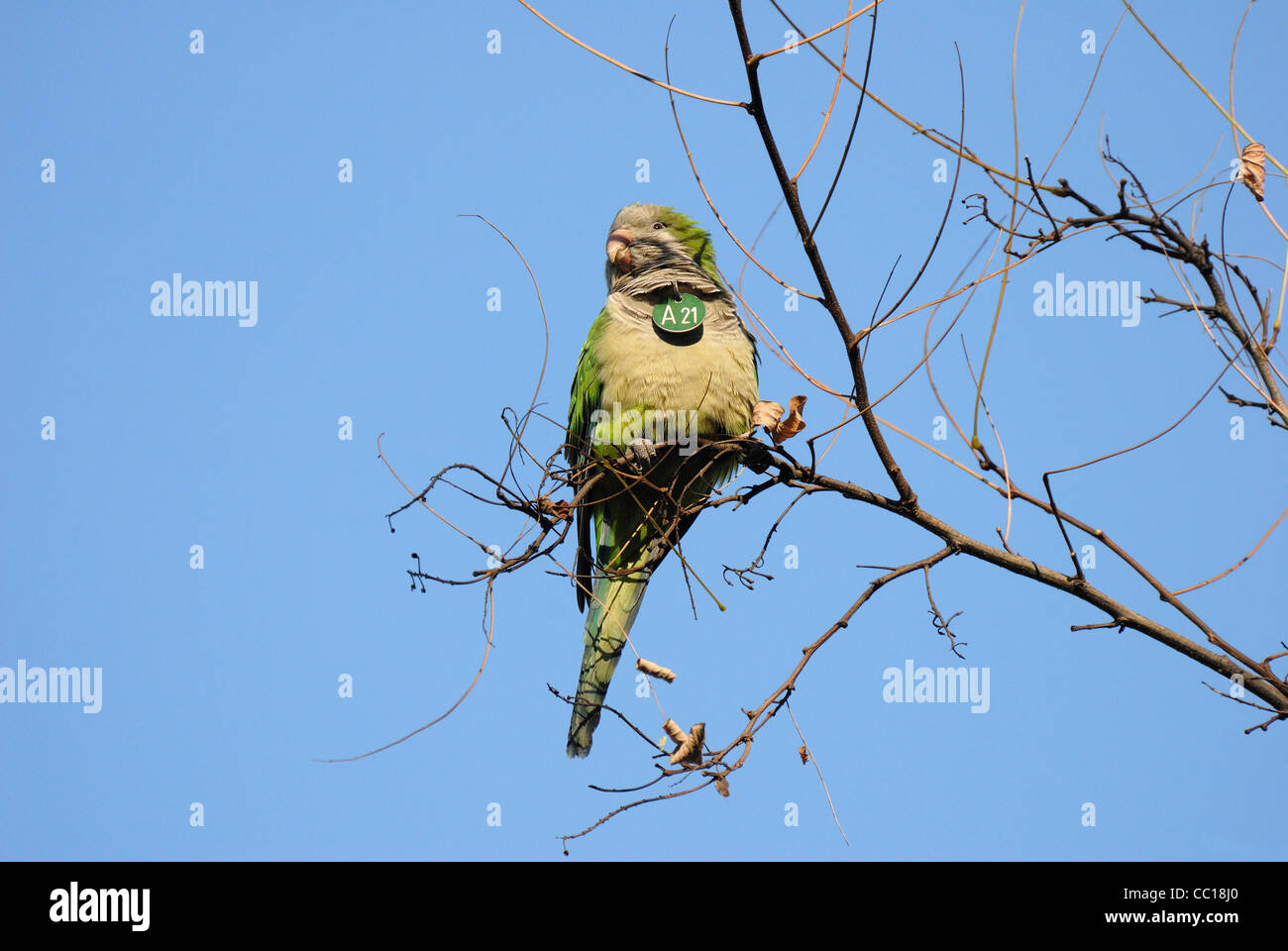 Parrocchetto Monaco / Quaker Parrot (Myiopsitta monachus) con numero scollo rotondo a Parc de la Ciutadella, Barcellona, Spagna Foto Stock